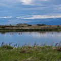 1 Reserva Laguna Nimez, El Calafate, Argentina.JPG